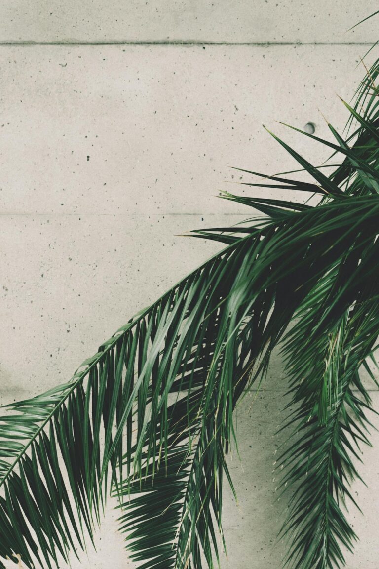 Aesthetic view of green palm leaves contrasted with a plain concrete wall, perfect for design use.
